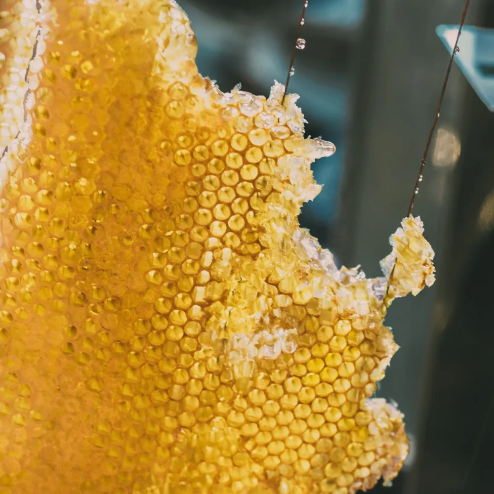 Wild Forest Honey