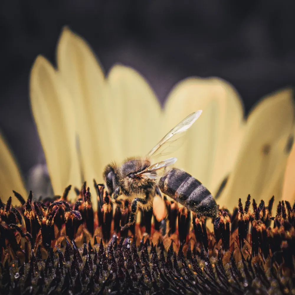 Raw Acacia Honey