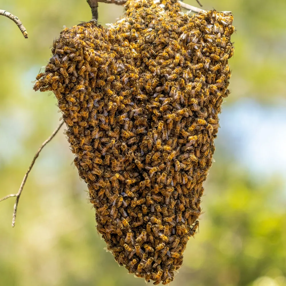 Wild Forest Honey